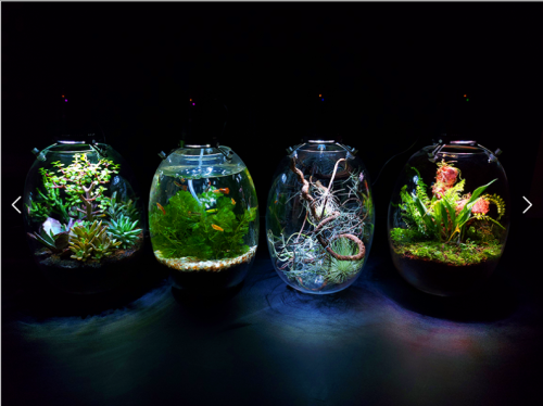Microgreen Dome (OFG010)