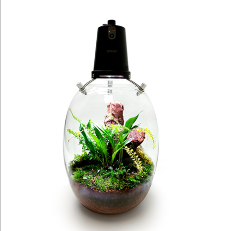 Microgreen Dome (OFG010)