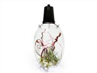 Microgreen Dome (OFG010)